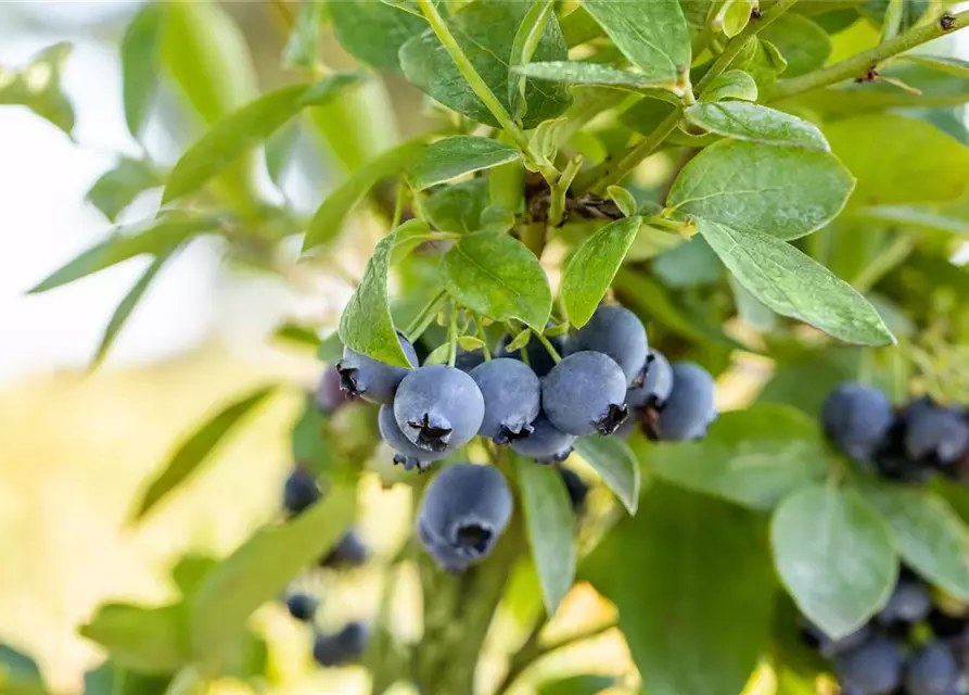 Vaccinium corymbosum 'Bluejay'