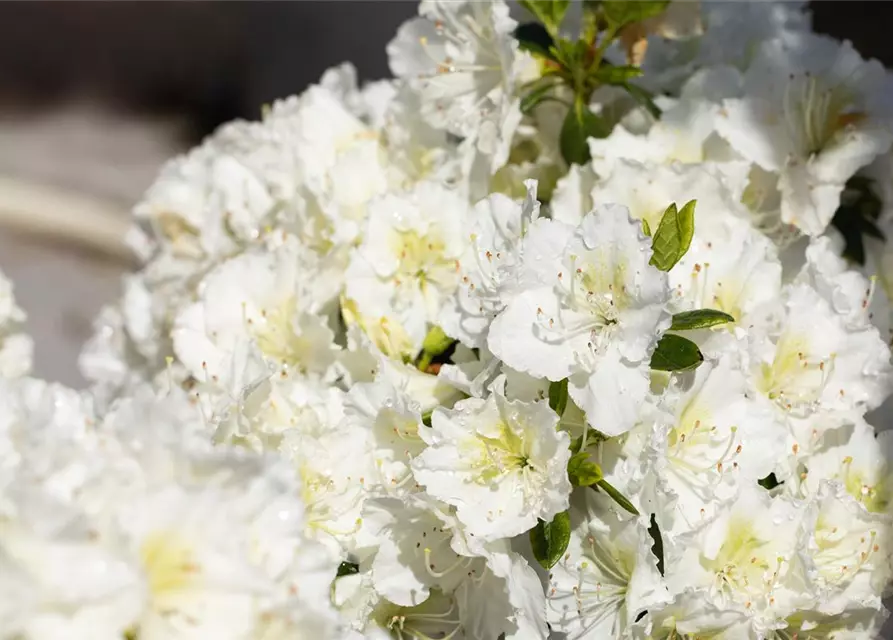 Rhododendron obtusum 'Maischnee'®