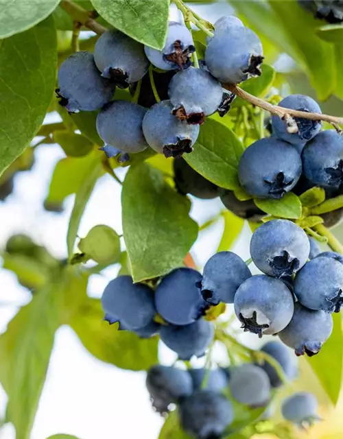 Vaccinium corymbosum 'Bluejay'