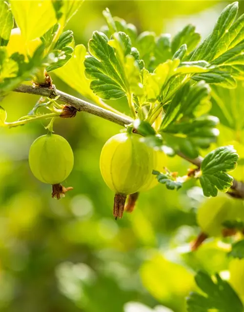 Ribes uva-crispa 'Hinnonmäki grün' CAC II