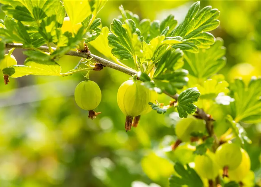 Ribes uva-crispa 'Hinnonmäki grün' CAC II