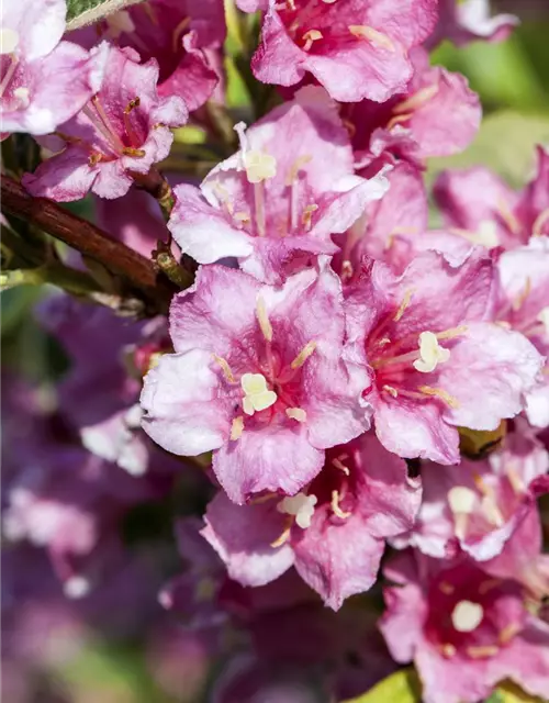 Weigela florida 'Nana Variegata'