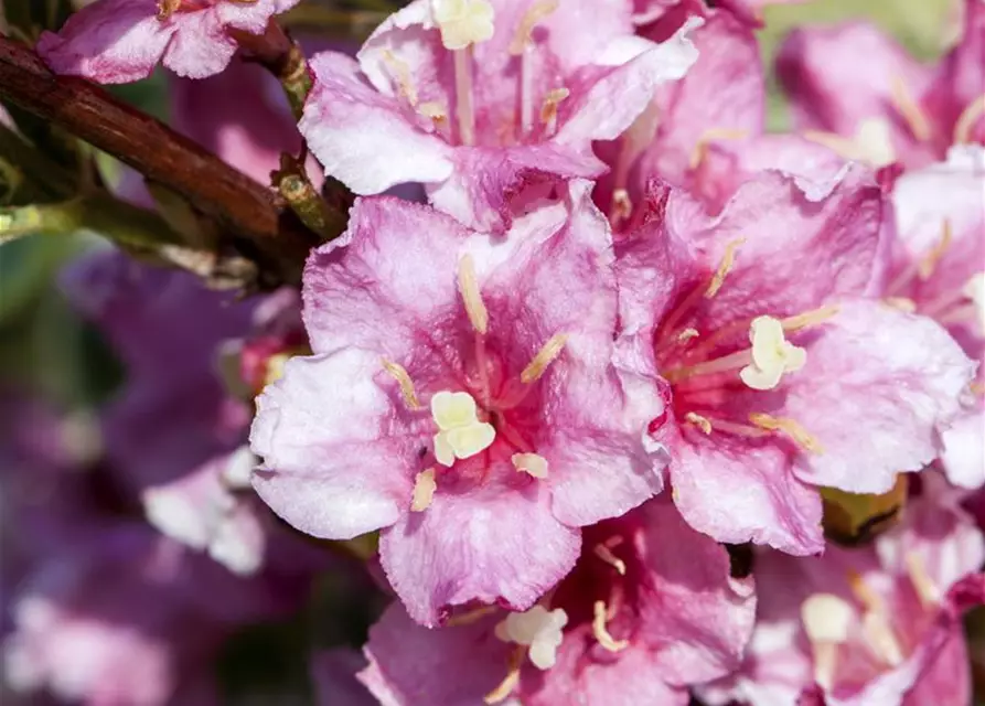 Weigela florida 'Nana Variegata'