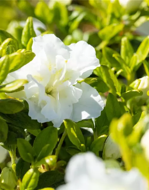 Rhododendron obtusum 'Maischnee'®