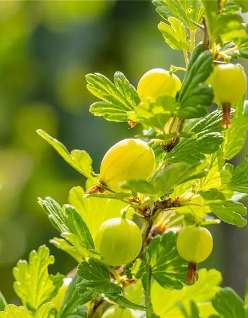 Ribes uva-crispa 'Hinnonmäki grün' CAC II