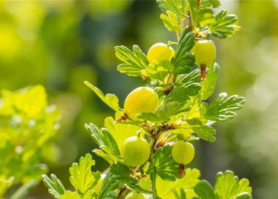 Ribes uva-crispa 'Hinnonmäki grün' CAC II