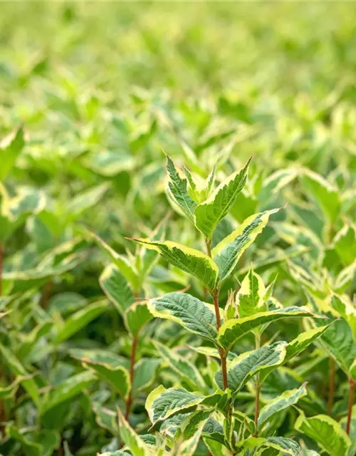 Weigela florida 'Nana Variegata'