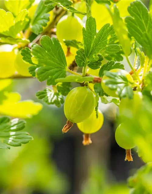 Ribes uva-crispa 'Hinnonmäki grün' CAC II