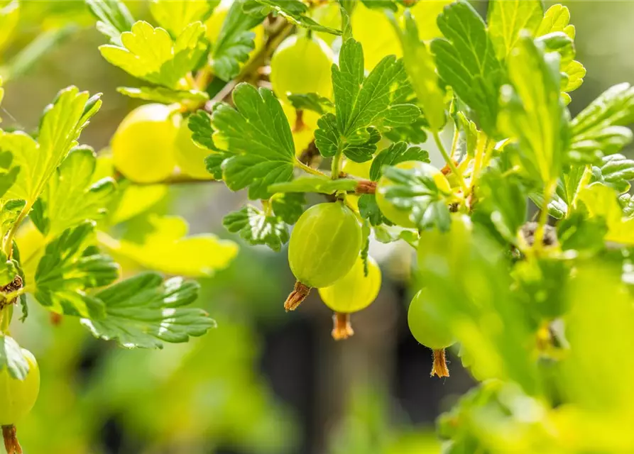 Ribes uva-crispa 'Hinnonmäki grün' CAC II