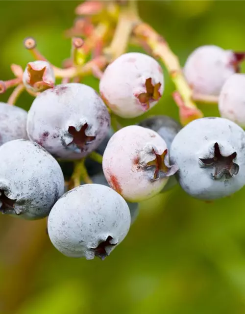 Vaccinium corymbosum 'Bonus' 