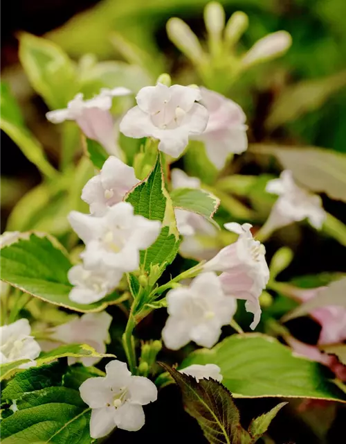 Weigela florida 'Nana Variegata'