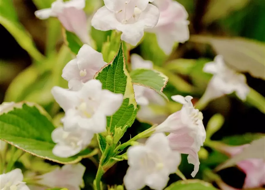 Weigela florida 'Nana Variegata'