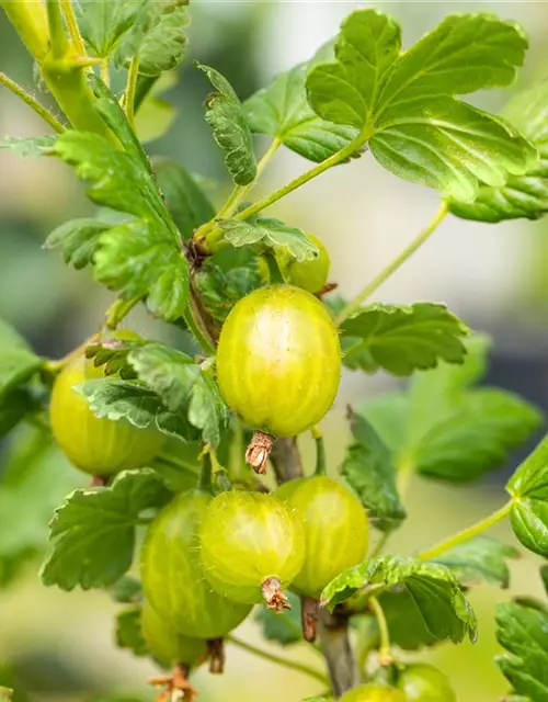 Ribes uva-crispa 'Hinnonmäki grün' CAC II