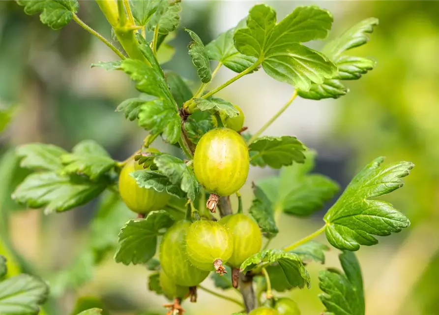 Ribes uva-crispa 'Hinnonmäki grün' CAC II