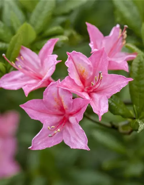 Rhododendron luteum 'Pink Mimosa'