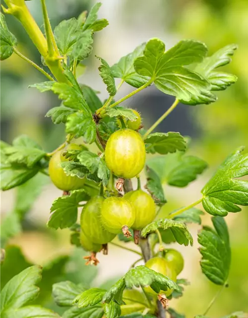 Ribes uva-crispa 'Hinnonmäki grün' CAC II