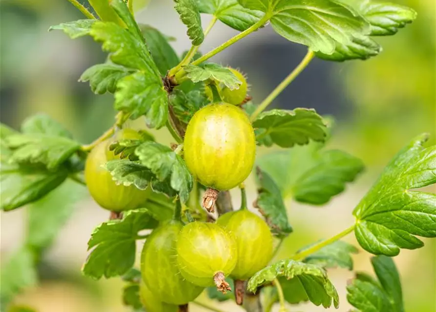 Ribes uva-crispa 'Hinnonmäki grün' CAC II