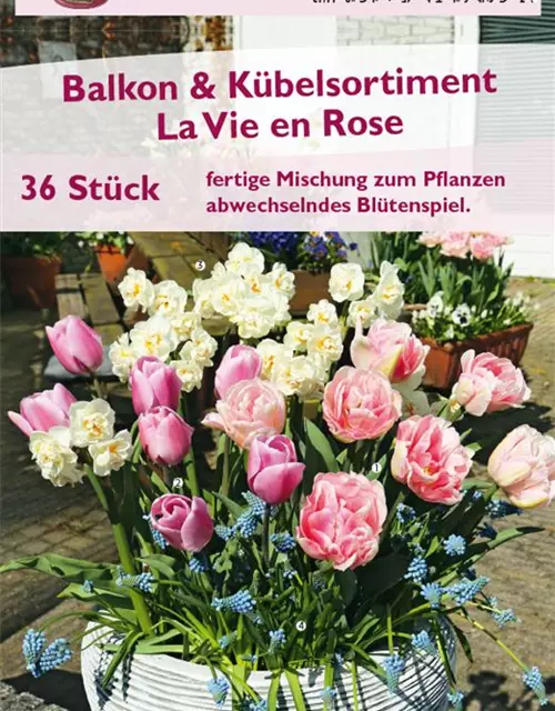 Balkon- und Kübelsortiment 'La Vie en Rose'