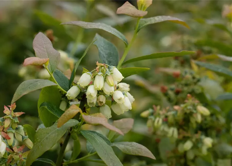 Vaccinium corymbosum 'Bonus' 