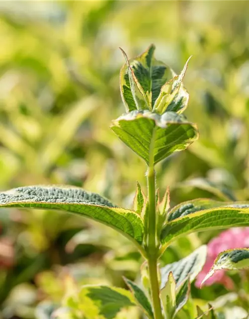 Weigela florida 'Nana Variegata'