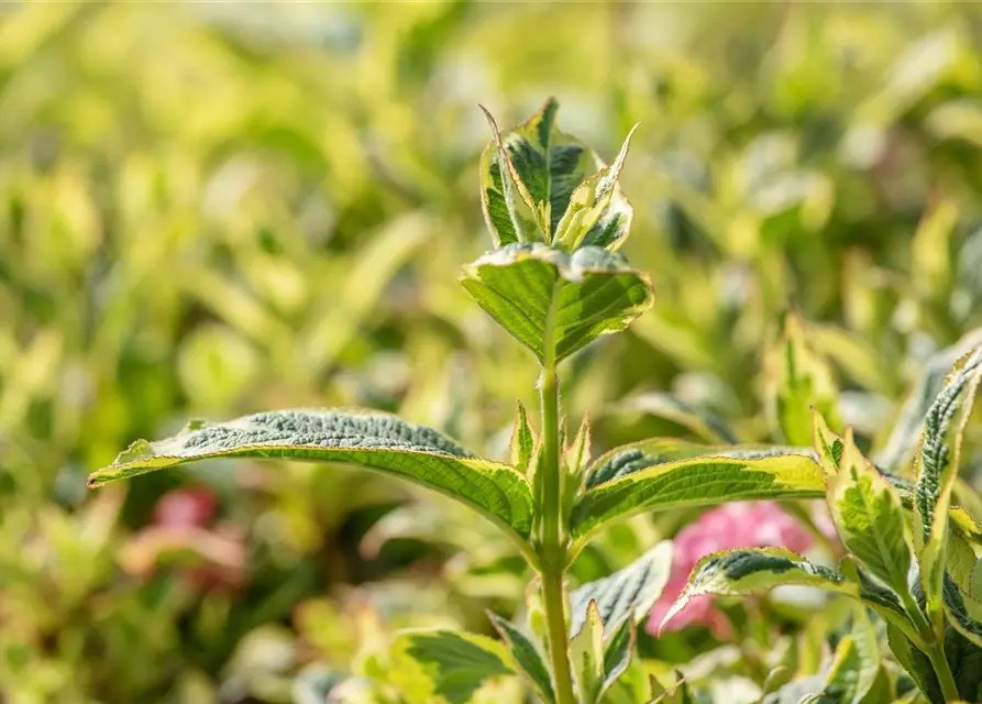 Weigela florida 'Nana Variegata'