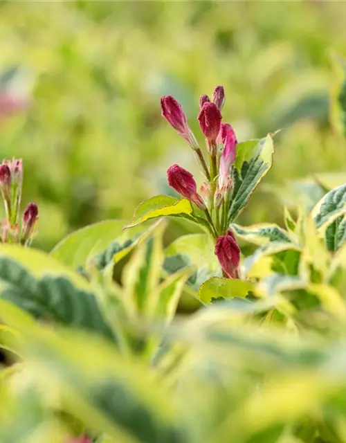 Weigela florida 'Nana Variegata'