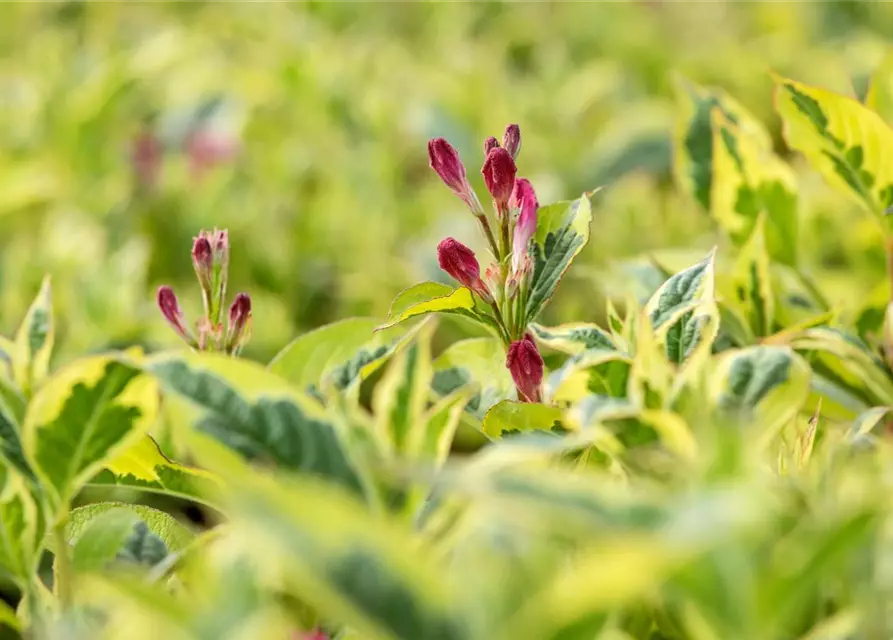 Weigela florida 'Nana Variegata'