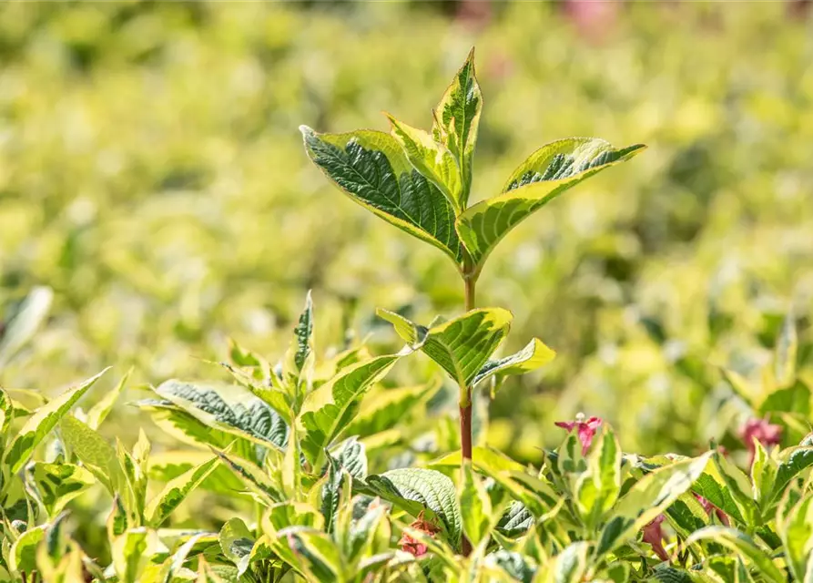 Weigela florida 'Nana Variegata'