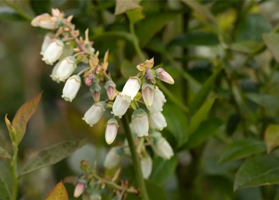 Heidelbeere 'Brigitta'