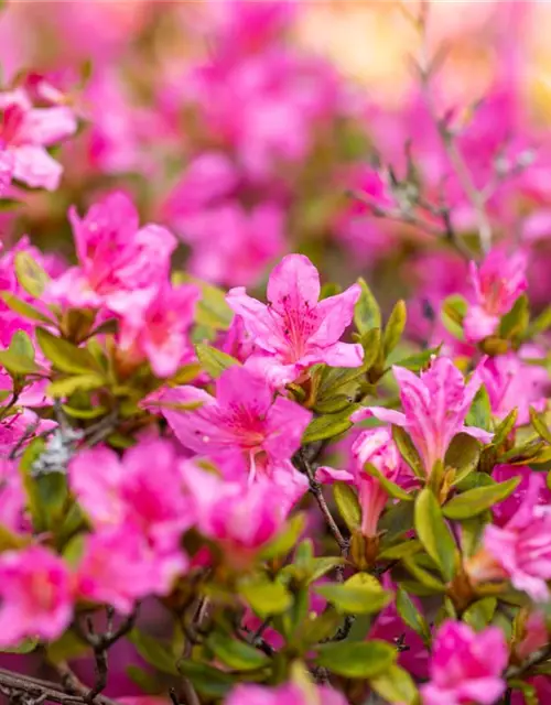 Rhododendron obtusum 'Petticoat'®