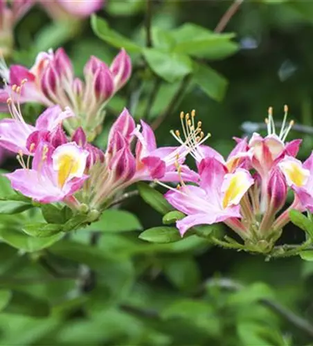 R Rhododendron luteum 'Soir de Paris' 