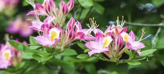 R Rhododendron luteum 'Soir de Paris' 