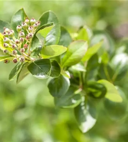 Aronia melanocarpa 'Viking'