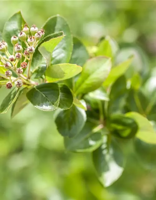 Aronia melanocarpa 'Viking'