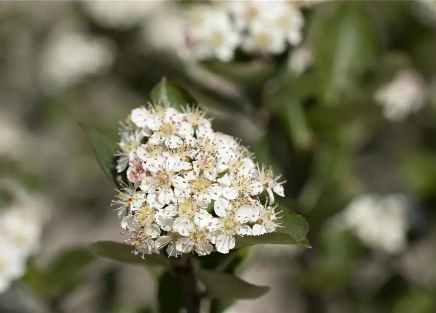 Apfelbeere Polar Fruits® 'Chokeberry'