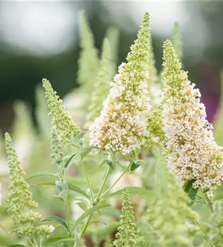 Schmetterlingsflieder BUZZ™ 'Ivory'