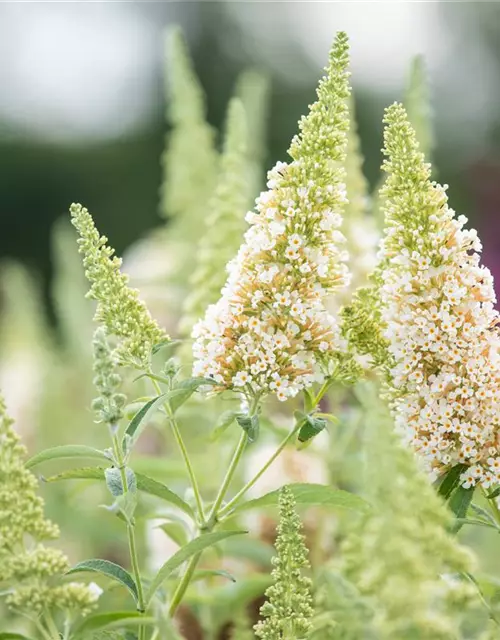 Schmetterlingsflieder BUZZ™ 'Ivory'