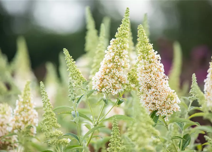 Schmetterlingsflieder BUZZ™ 'Ivory'