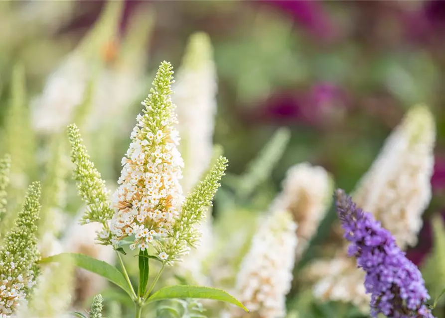 Schmetterlingsflieder BUZZ™ 'Ivory'