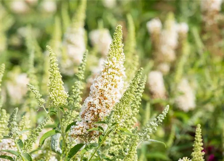 Schmetterlingsflieder BUZZ™ 'Ivory'