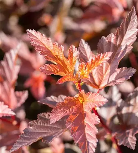 Fasanenspiere 'Little Angel'®