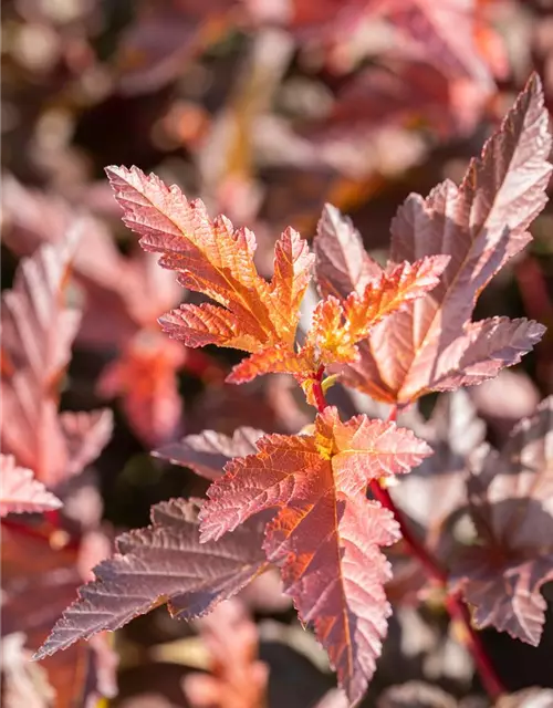 Fasanenspiere 'Little Angel'®