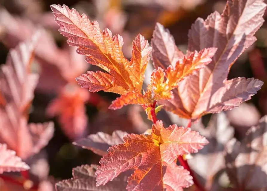 Fasanenspiere 'Little Angel'®