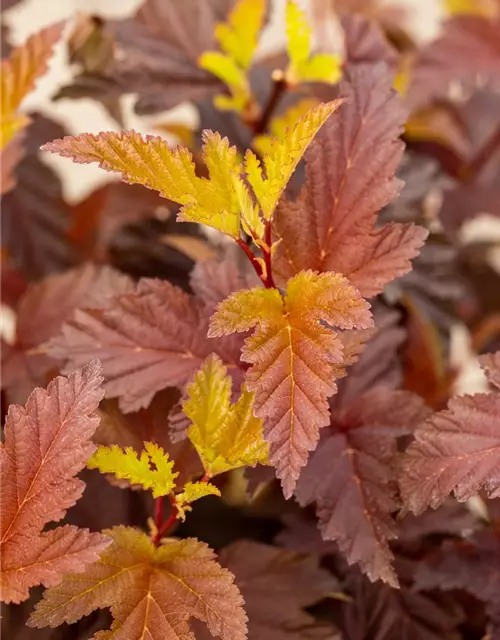 Fasanenspiere 'Little Angel'®