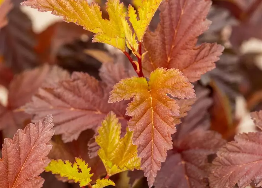 Fasanenspiere 'Little Angel'®