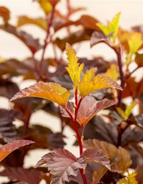 Fasanenspiere 'Little Angel'®