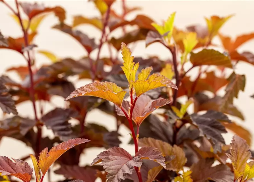 Fasanenspiere 'Little Angel'®