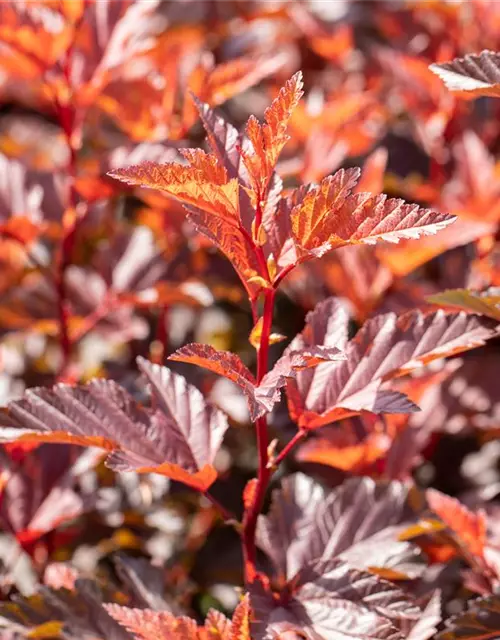 Fasanenspiere 'Little Angel'®