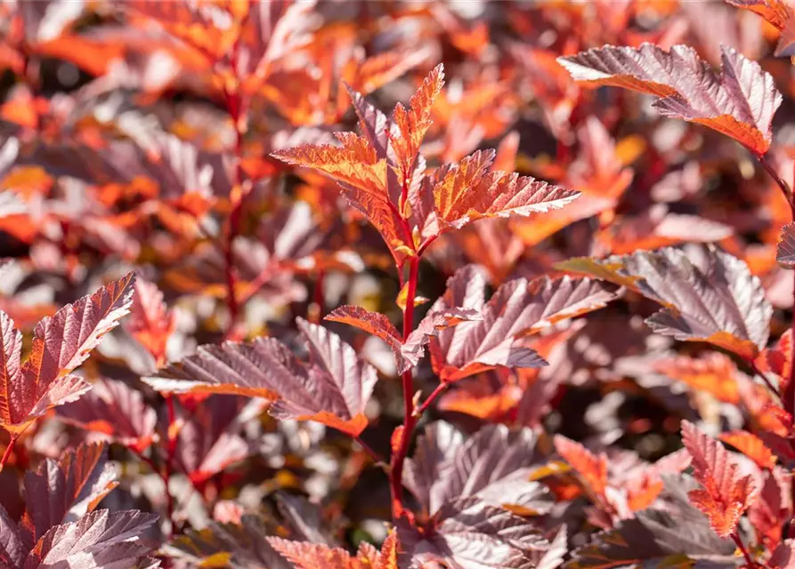 Fasanenspiere 'Little Angel'®