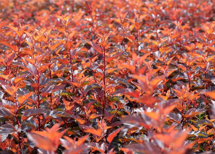 Fasanenspiere 'Little Angel'®